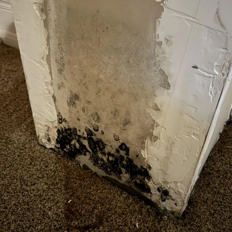 Professional Mold Removal in Leland, MS